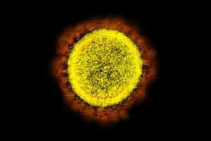coronavirus mutation