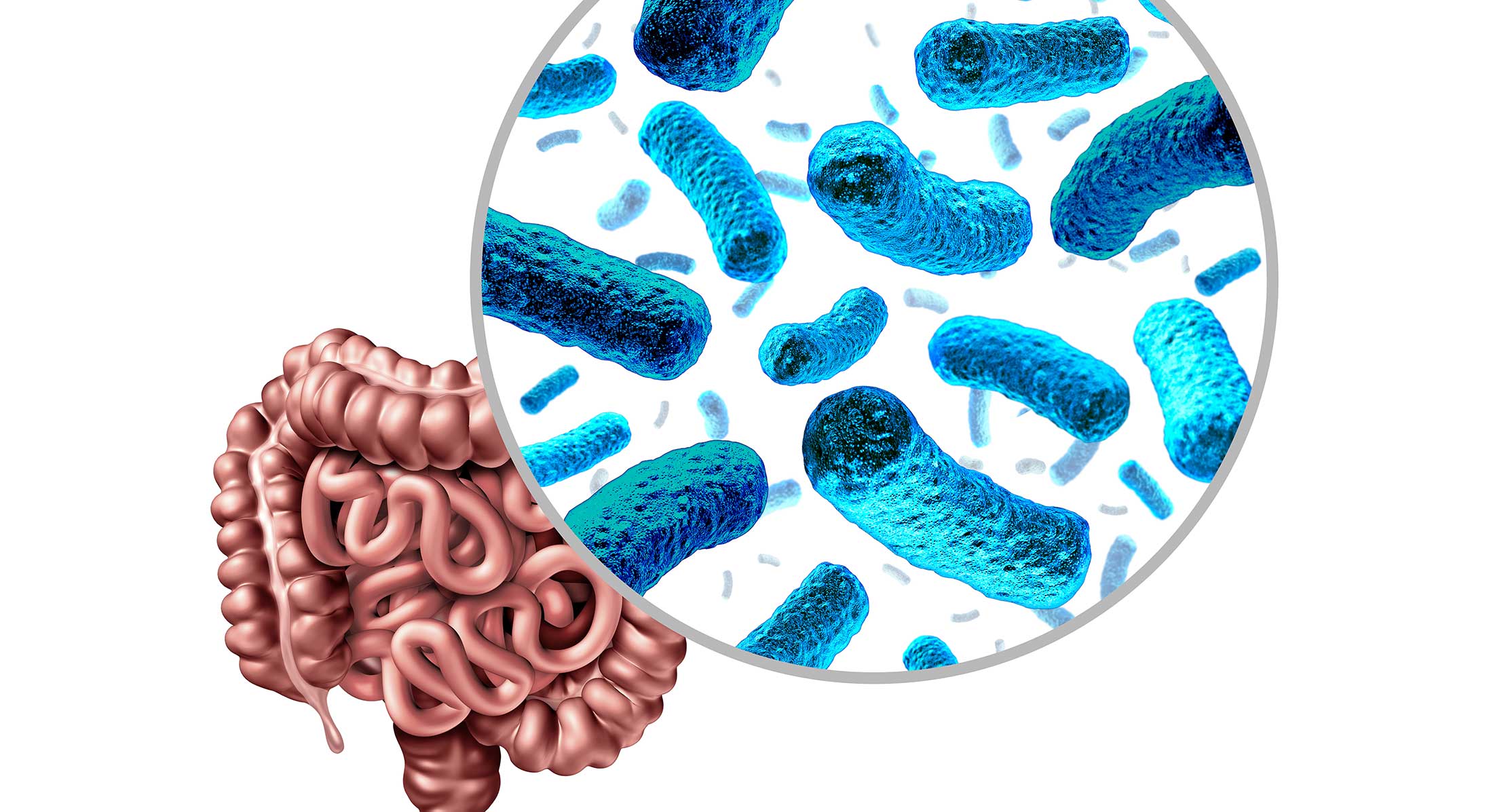 gut bacteria