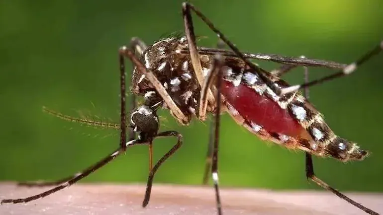 dengue