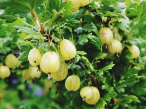 gooseberries 732x549 thumbnail