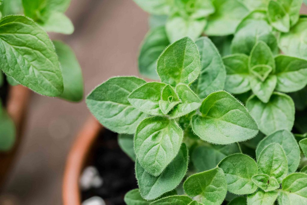 This herb not only enhances flavour of your pizza, but it also provides health advantages