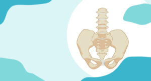 pelvic bone