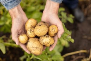 potatoes