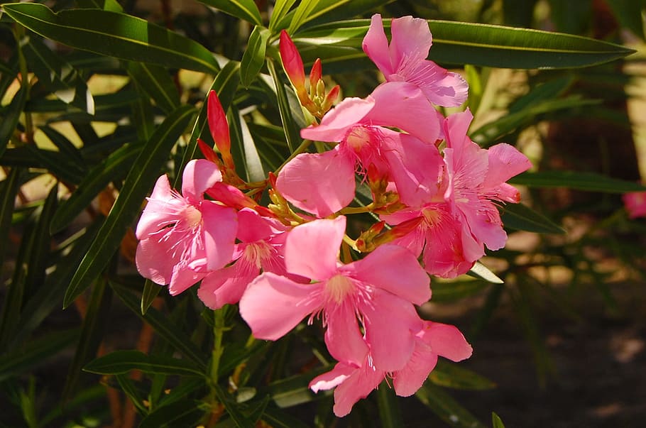 Nerium oleander