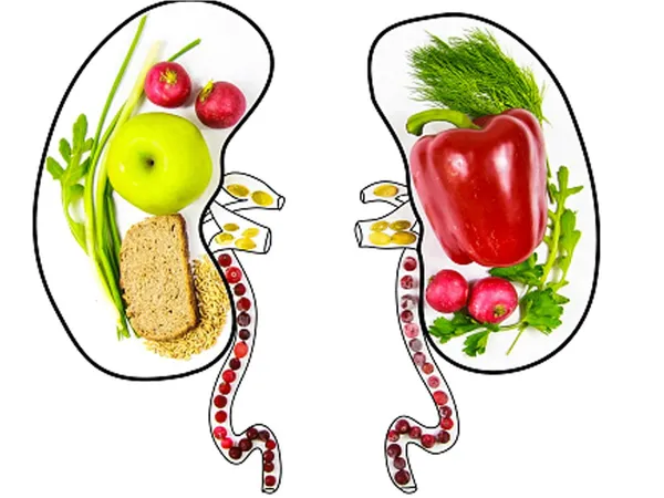 Nourishing Your Kidneys: The Vital Role of Diet in Kidney Health Unveiled!