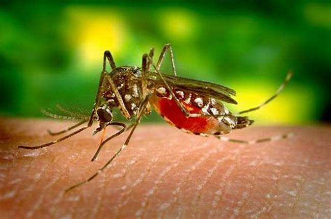 Dengue: Don't Get Bitten by This Mosquito's Bite! Learn How to Shield Yourself from This Tropical Threat!
