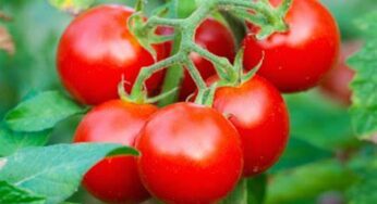 Fact Check: Can Tomatoes Prevent Heart Attacks?