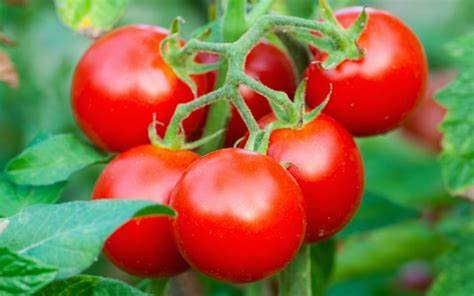 Fact Check: Can Tomatoes Prevent Heart Attacks?