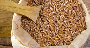 KHAPLI WHEAT: THE ANCIENT LOW-GLUTEN, HIGH NUTRITION GRAIN YOU NEED TO TRY