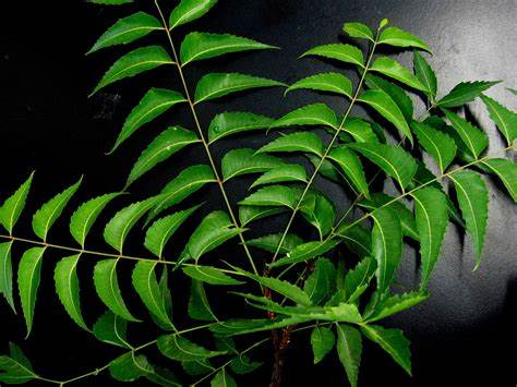 "Harnessing Nature’s Power: How Neem Can Aid in the Battle Against Dengue Fever"