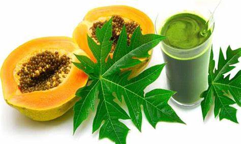 "Unlock the Power of Papaya: Why Drinking Papaya Leaf Water Three Times a Week Transforms Your Health"