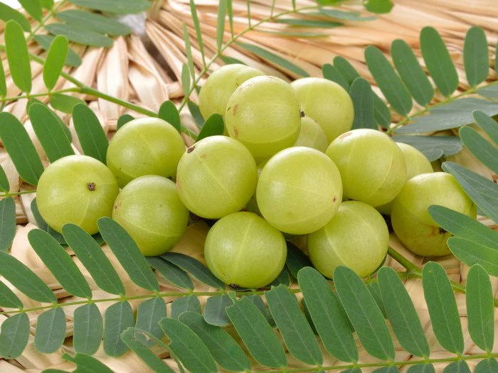 Why Amla Shots on an Empty Stomach Are the Perfect Morning Boost You Need