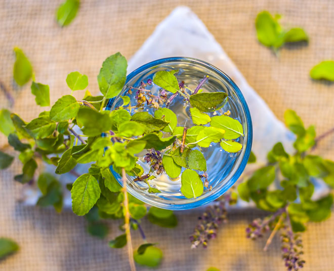 "Watch: Discover the Incredible Health Benefits of Tulsi Water in This Informative Video"
