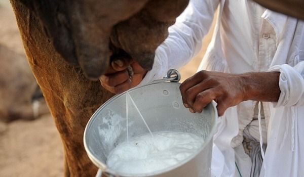 Camel, Cow, or Goat Milk: Which is Healthier for Diabetes and Cardiovascular Wellness?