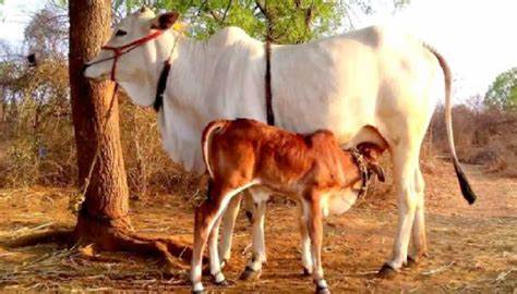Is Goumutra Good for Health? IIT Madras Director's Remark Sparks Big Debate