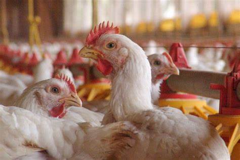 Bird Flu Outbreak in India: Thousands of Birds Culled, States on High Alert