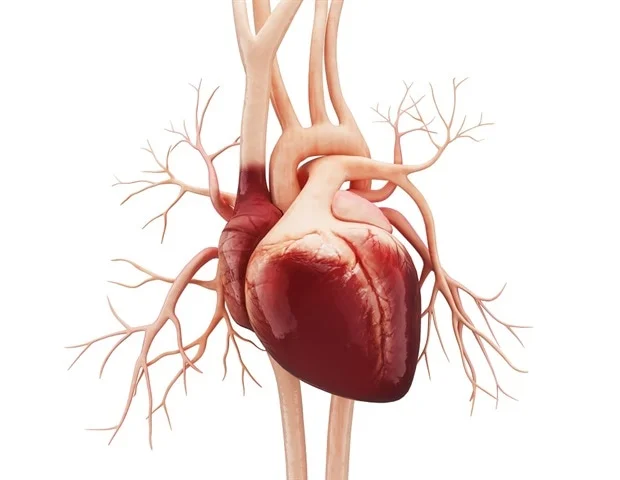 Mechanical Heart Valves Boost Survival in Patients Aged 50-70: Study