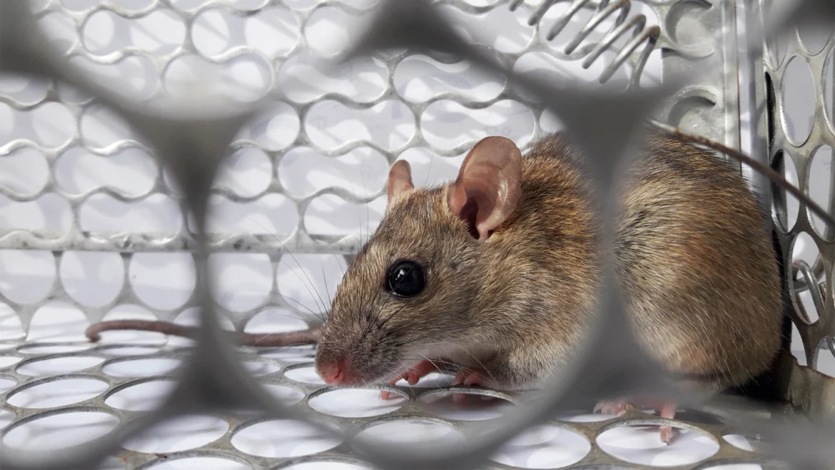CALIFORNIA ON HIGH ALERT AS HANTAVIRUS CASES RISE – SYMPTOMS AND HOW TO SPOT IT